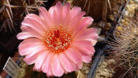 kaktus notocactus ottonis v vencluanus